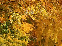 -三里屯东五街银杏大道