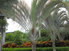 -三亚海棠湾万丽度假酒店