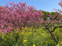 -南汇桃花村