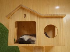 -猫和宫(六道口店)