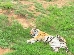 -西霞口神雕山野生动物世界