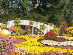 -上海共青森林公园