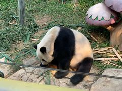 -广州长隆野生动物世界