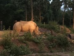 -清迈夜间动物园