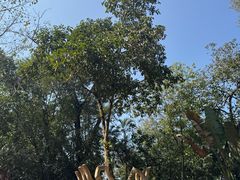 -瑞丽独树成林风景区