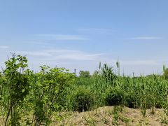 -大兴滨河森林公园