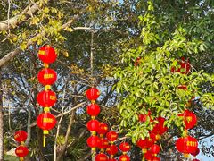 -深圳仙湖植物园