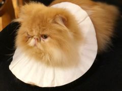 -more than meow吴止猫主题餐厅(承德 中船汇店)