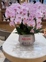 -爱德兰丝Aderans