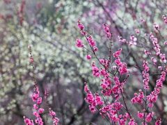-梅花山(明孝陵内)