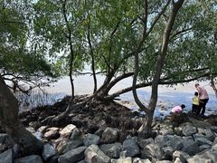 -宝安西湾红树林湿地公园