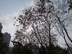 -重庆彩云湖湿地公园