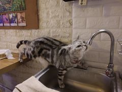 -平行世界·猫咖(首经贸店)