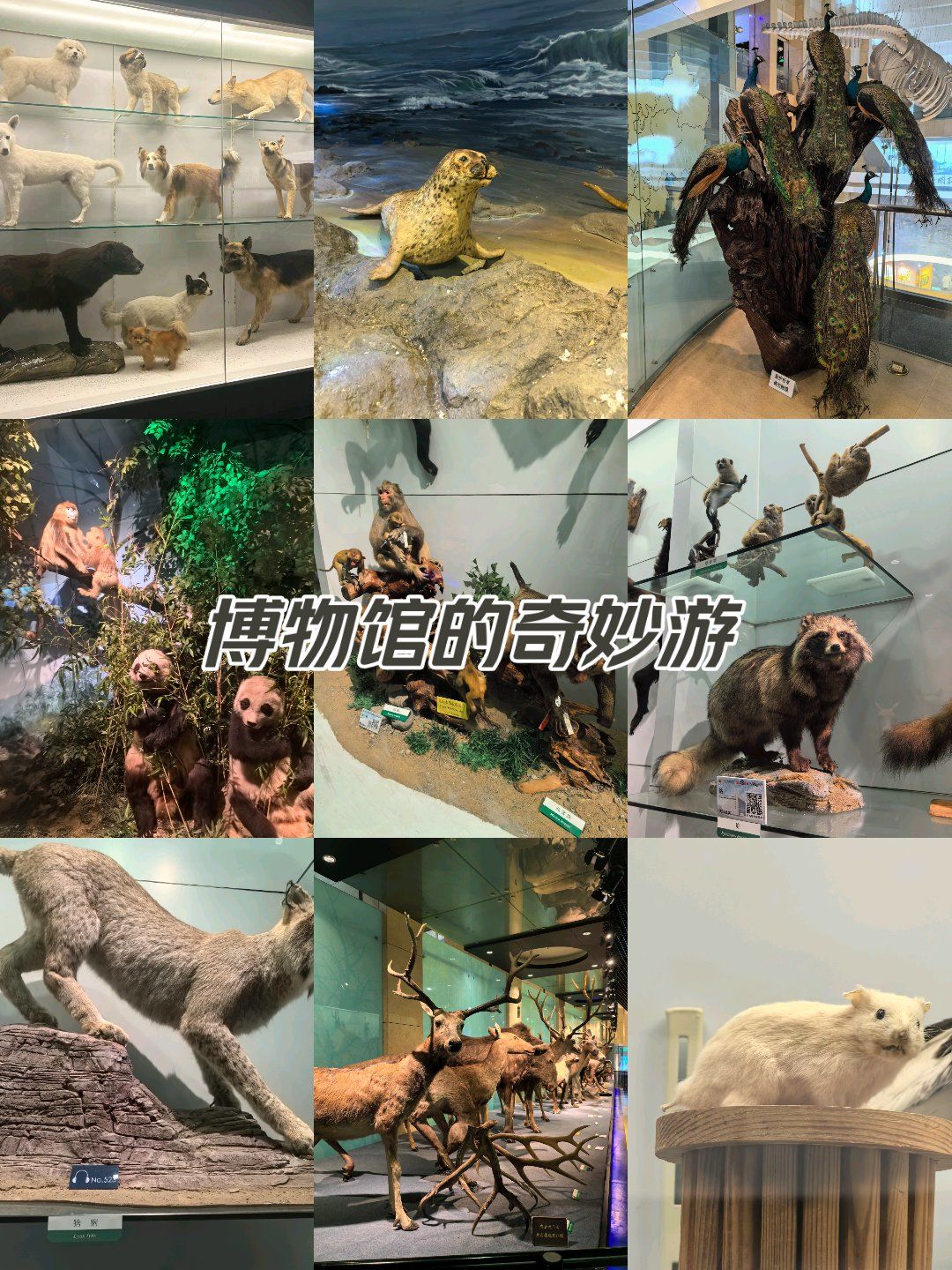 国家动物博物馆丨