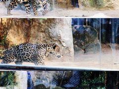 -清迈夜间动物园