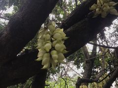 -华南国家植物园-售票处