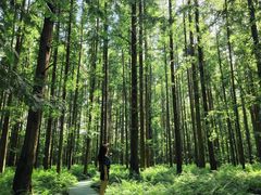 -黄海国家森林公园