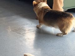 -顺强宠物诊所·狂犬免疫·夜诊·骨科(嘉定店)