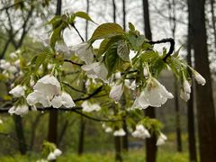 -上海共青森林公园