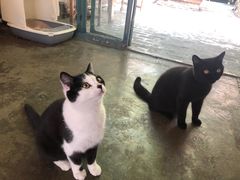 -喵屿·大理花园猫咖