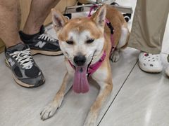 -美联众合动物医院·24h京西诊疗中心