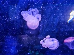 -芜湖新华联大白鲸海洋公园