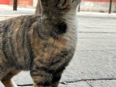 -少林寺欢喜地素斋馆