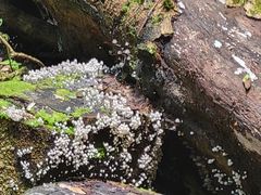 -西双版纳原始森林公园