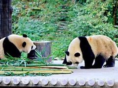 -中国大熊猫保护研究中心雅安碧峰峡基地