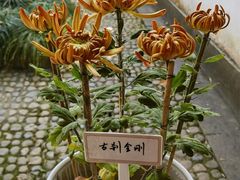 -杭州植物园
