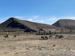 -新疆天山野生动物园