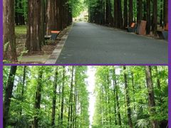 -东平国家森林公园