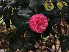 -金花茶公园