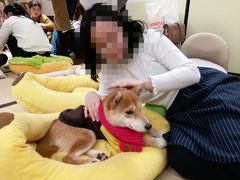 -逗柴咖啡屋·狗咖猫咖宠物桌游
