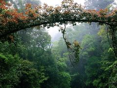 -九龙江国家森林公园