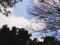 -名树园