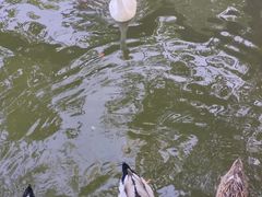 -东湖落雁景区