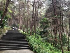 -铁山坪森林公园