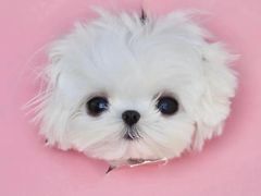 -萌宠之家·腊肠犬·马尔泰·小体犬舍