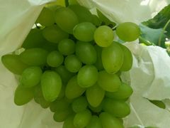 -马陆小张葡萄园农家乐