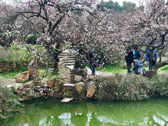 -藏书羊肉(邓尉山路店)