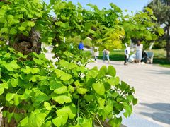 -石家庄市植物园