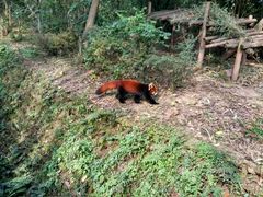-成都大熊猫繁育研究基地