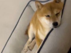 -宠颐生宠物医院(·宠保定点·鹰潭分院)