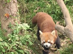 -都江堰中华大熊猫苑