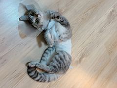-北京观赏动物医院·24小时大型综合·猫专科·异宠专科