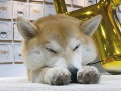 -柴务处·柴犬主题狗咖