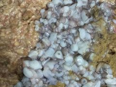-田记自助海鲜饺子