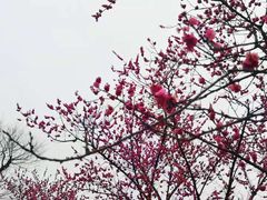 -秀丽东方