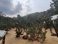 -深圳仙湖植物园